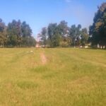 casuarinas-1