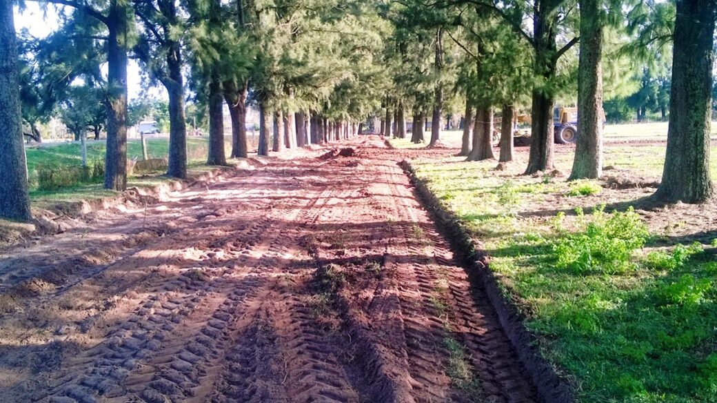 casuarinas-2