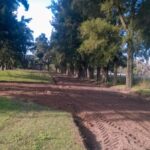 casuarinas-3